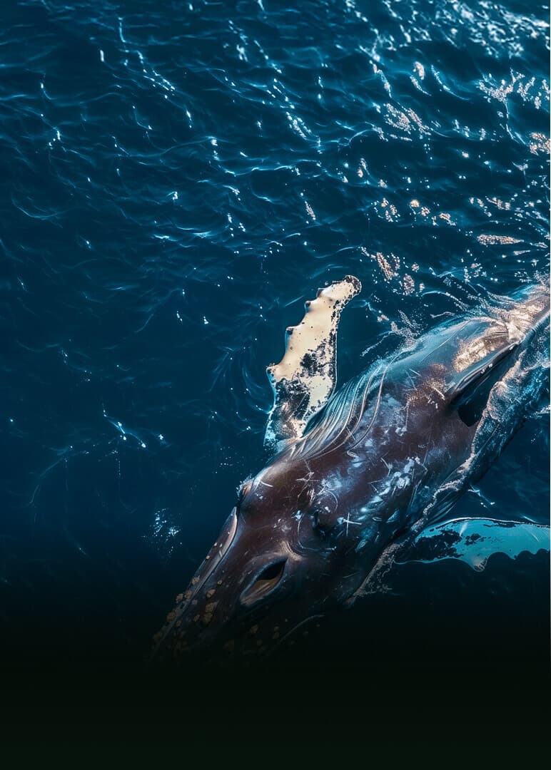 fish swiming in blue water
